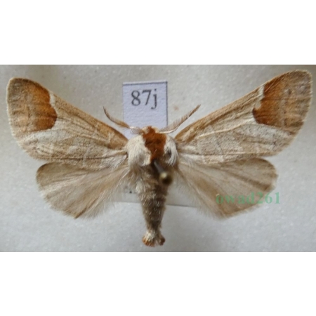 Clostera curtula (Linnaeus, 1758) male Wzjeżka łozówka Czech87j